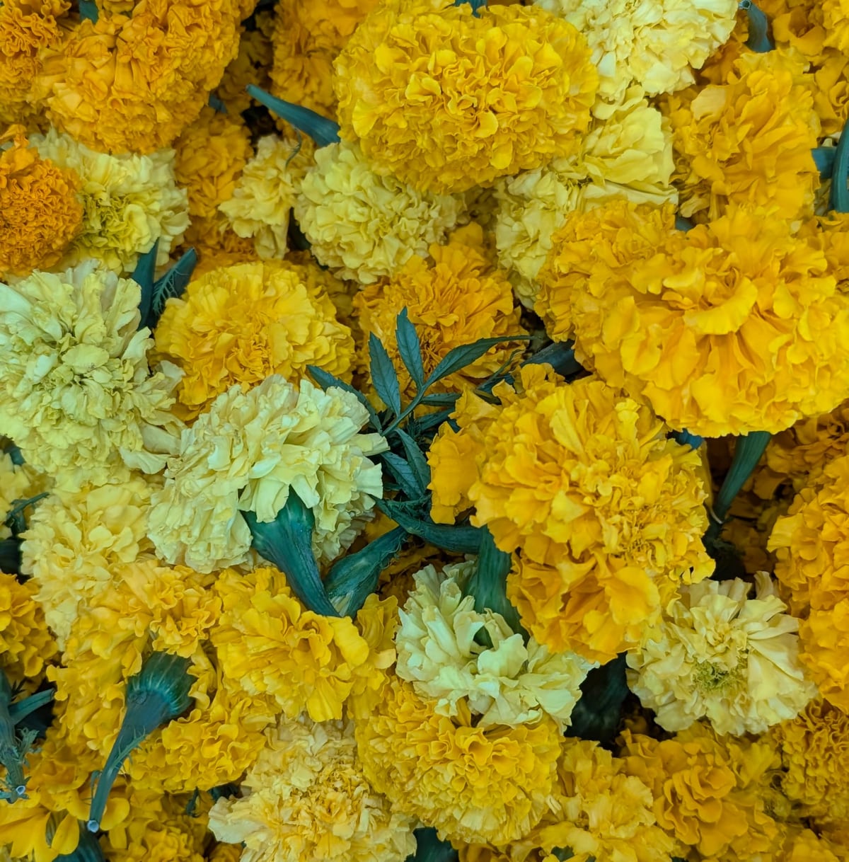 Sayapatri Flower - 1 kg